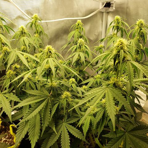 Northern Lights growlog timeline photo