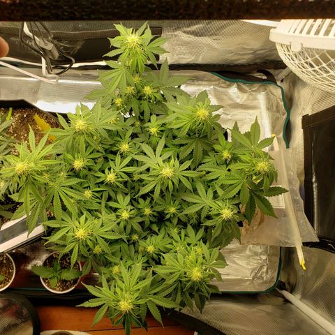 Northern Lights growlog timeline photo