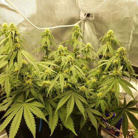 Northern Lights growlog timeline photo
