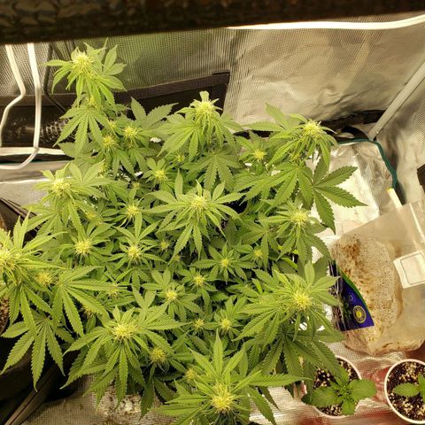Northern Lights growlog timeline photo