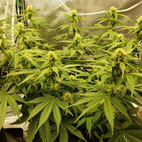 Northern Lights growlog timeline photo