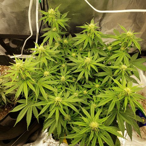 Northern Lights growlog timeline photo