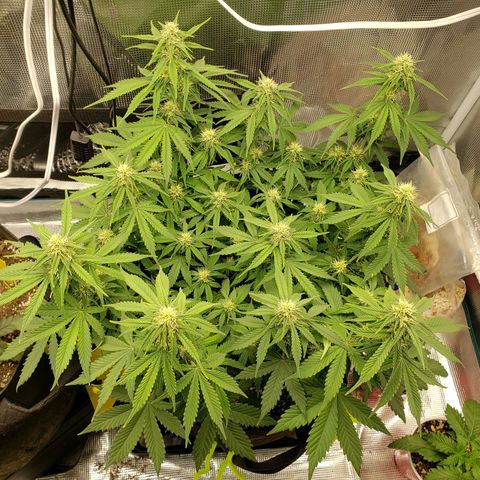 Northern Lights growlog timeline photo