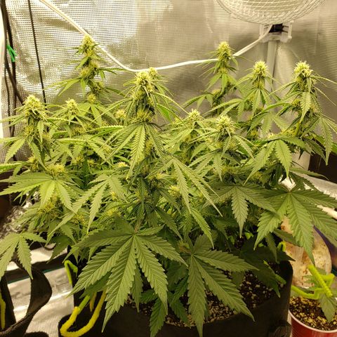 Northern Lights growlog timeline photo