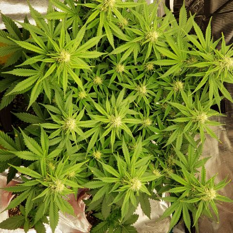 Northern Lights growlog photo: Minor nute burn but has not progressed in 6 days.