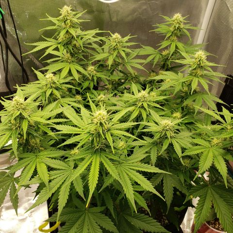 Northern Lights growlog photo: Minor nute burn but has not progressed in 6 days.