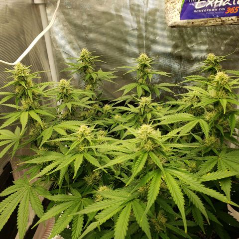 Northern Lights growlog photo: Minor nute burn but has not progressed in 6 days.