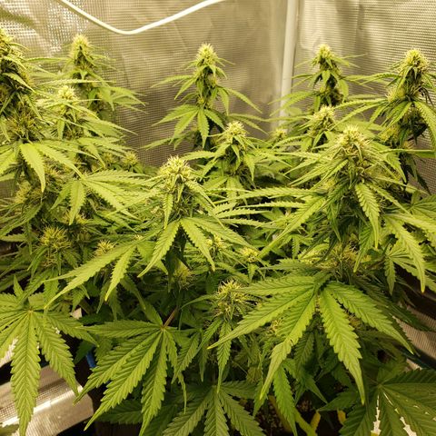 Northern Lights growlog timeline photo