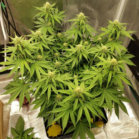 Northern Lights growlog timeline photo
