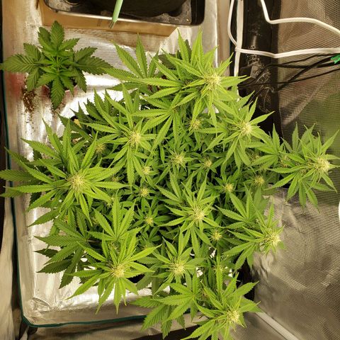 Northern Lights growlog timeline photo