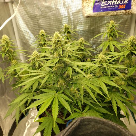 Northern Lights growlog timeline photo