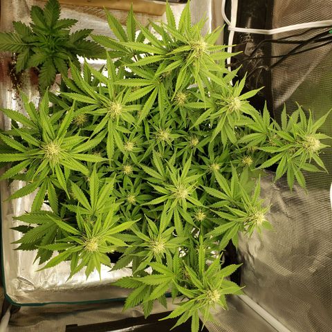 Northern Lights growlog timeline photo