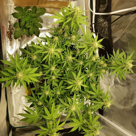 Northern Lights growlog timeline photo