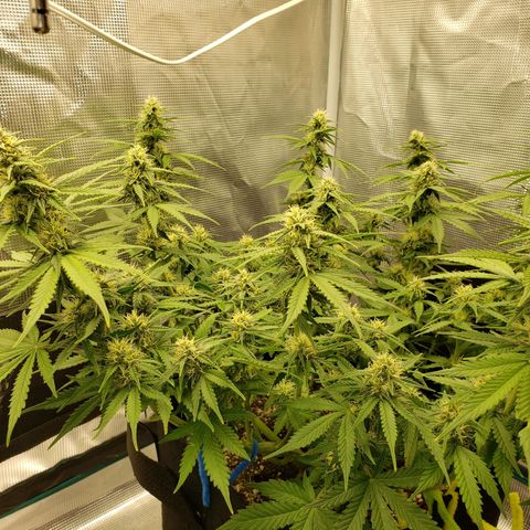 Northern Lights growlog timeline photo