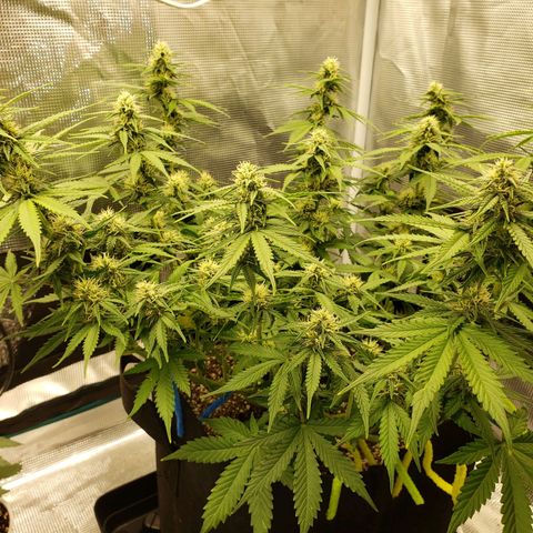 Northern Lights growlog photo: Adjusted LST to open canopy
Defoliaged some leaves blocking bud sites