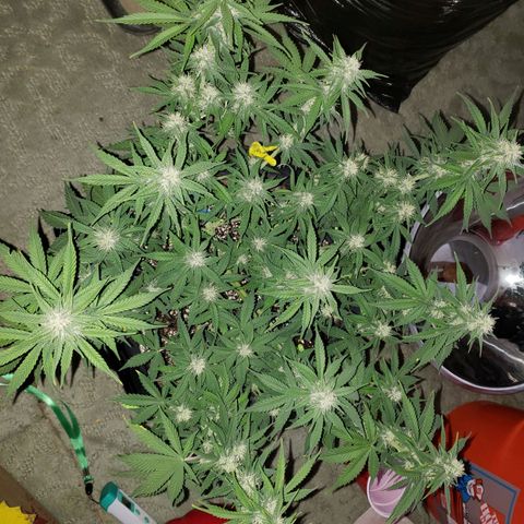Northern Lights growlog timeline photo