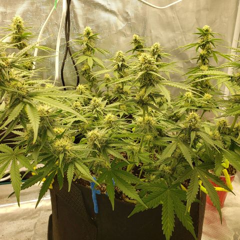 Northern Lights growlog timeline photo
