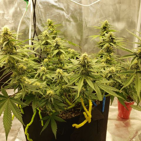 Northern Lights growlog timeline photo
