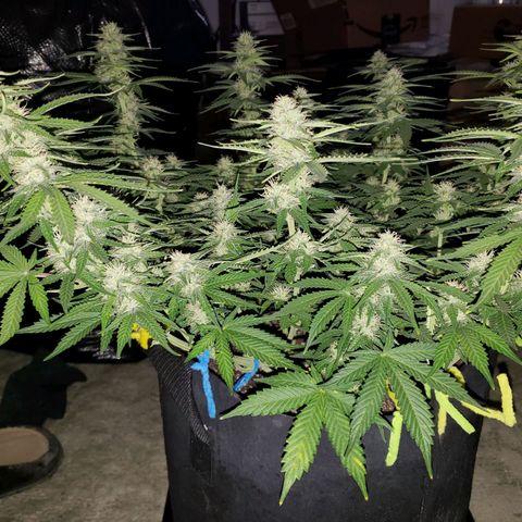 Northern Lights growlog timeline photo