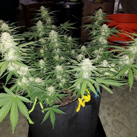 Northern Lights growlog timeline photo