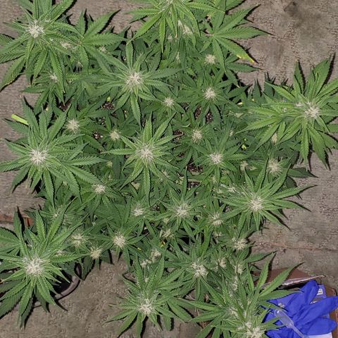 Northern Lights growlog timeline photo