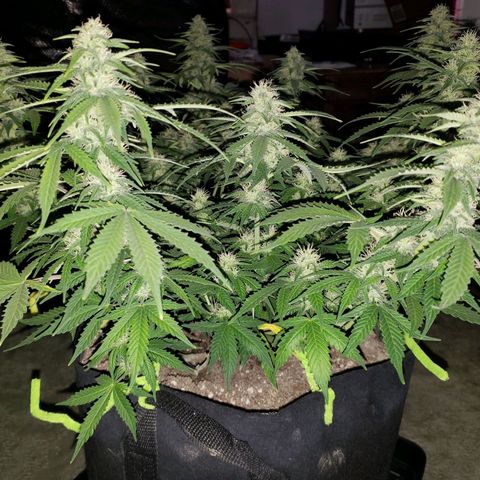 Northern Lights growlog timeline photo