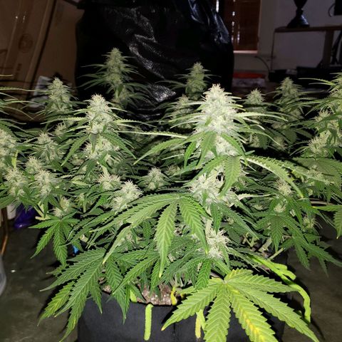 Northern Lights growlog timeline photo