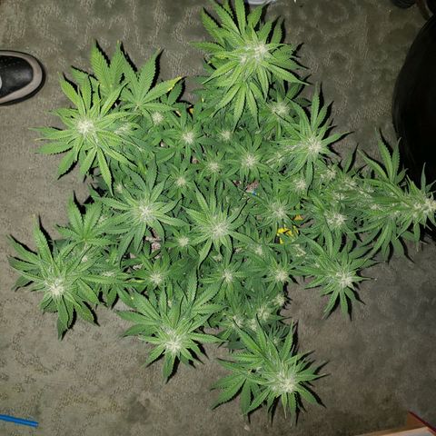 Northern Lights growlog timeline photo