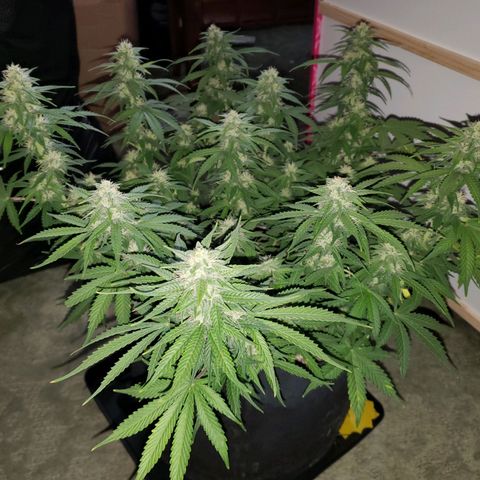 Northern Lights growlog timeline photo