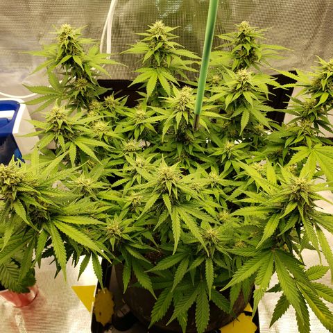 Northern Lights growlog timeline photo