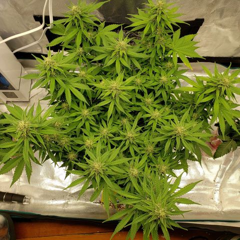 Northern Lights growlog timeline photo