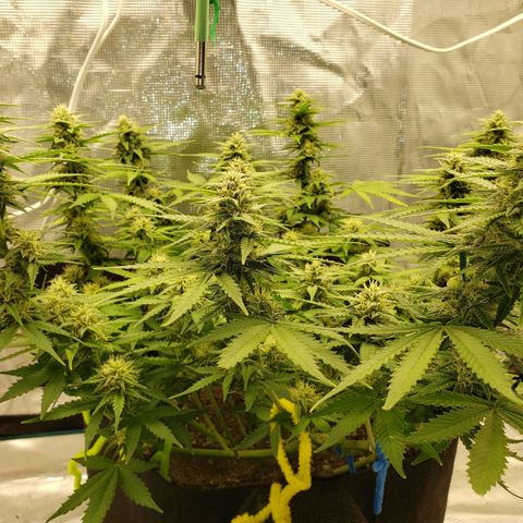 Northern Lights growlog timeline photo