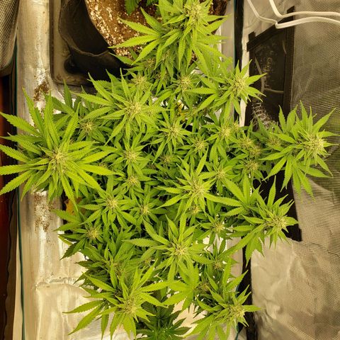 Northern Lights growlog timeline photo