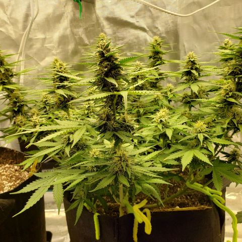 Northern Lights growlog timeline photo