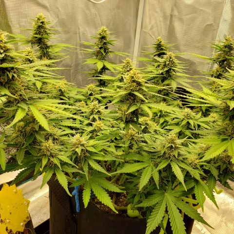 Northern Lights growlog timeline photo