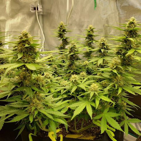 Northern Lights growlog timeline photo