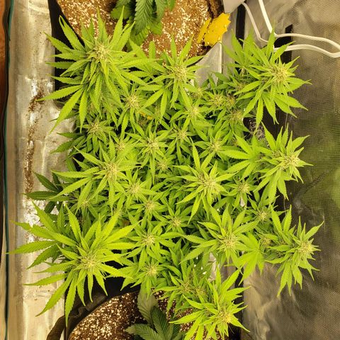 Northern Lights growlog timeline photo
