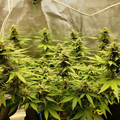 Northern Lights growlog timeline photo