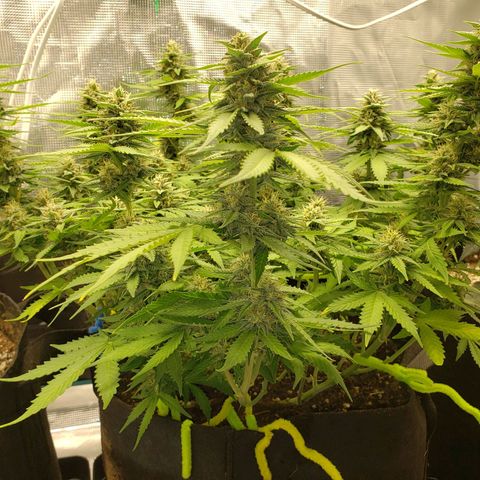 Northern Lights growlog timeline photo