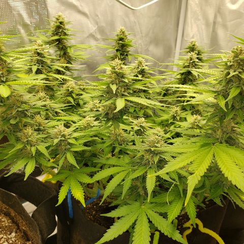 Northern Lights growlog timeline photo