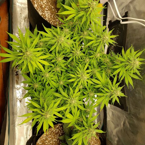 Northern Lights growlog timeline photo