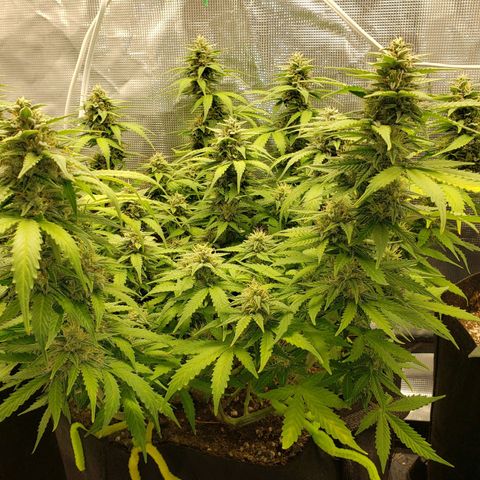 Northern Lights growlog timeline photo
