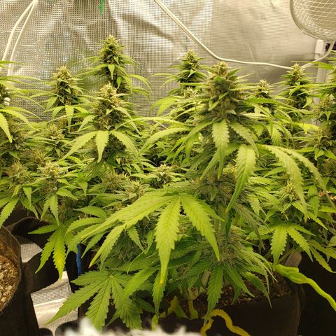 Northern Lights growlog timeline photo