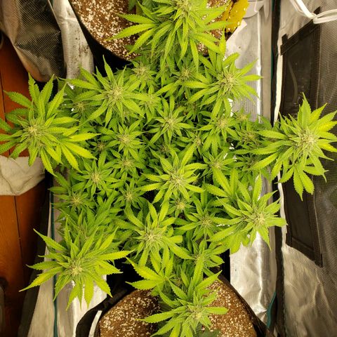 Northern Lights growlog timeline photo