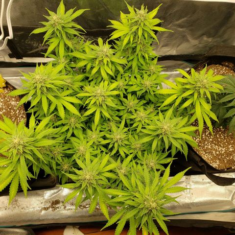 Northern Lights growlog timeline photo