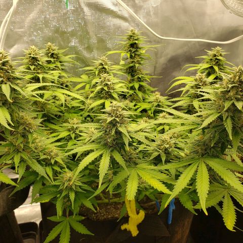 Northern Lights growlog timeline photo