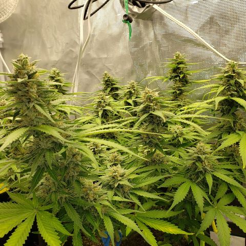 Northern Lights growlog timeline photo
