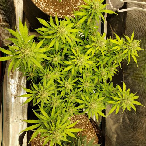 Northern Lights growlog timeline photo