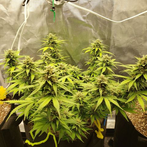 Northern Lights growlog timeline photo