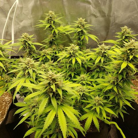 Northern Lights growlog timeline photo